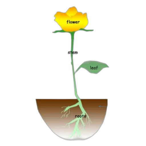 flower, crown, illustration, plant transparent PNG cut-out