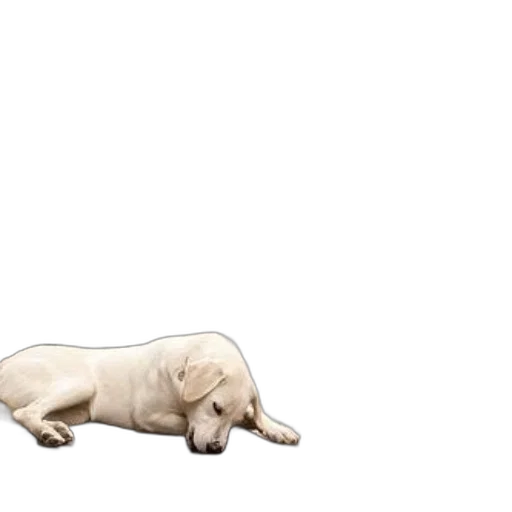 animal, creature, food, staff transparent PNG cut-out