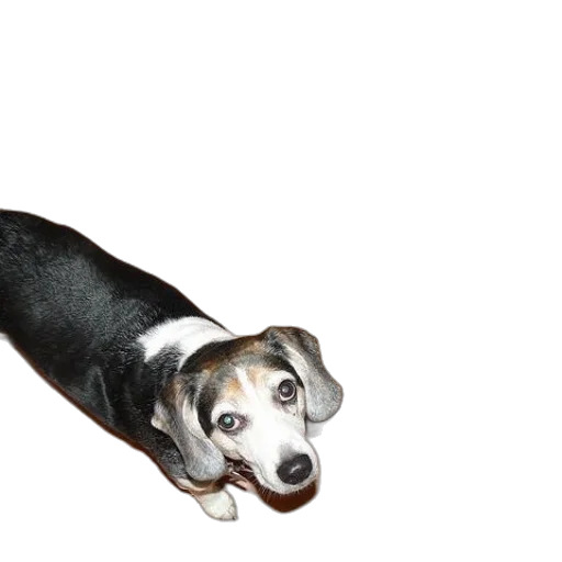 animal, creature, staff, robot transparent PNG cut-out