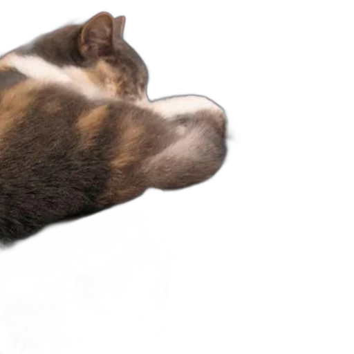 animal, staff, creature, shoes transparent PNG cut-out