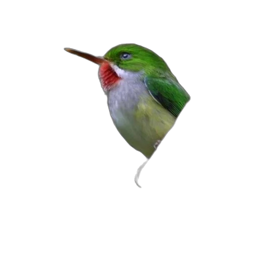 animal, staff, hat, creature transparent PNG cut-out