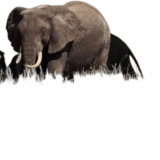 animal, creature, concept art, photorealistic transparent PNG cut-out
