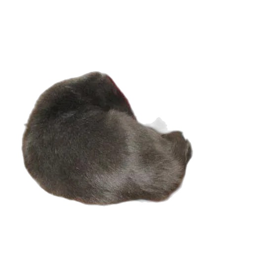 hat, hair, animal, creature transparent PNG cut-out