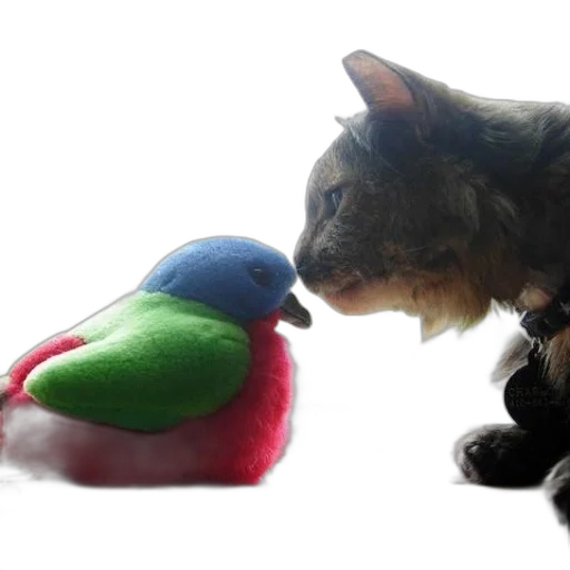 animal, hat, creature, bottle transparent PNG cut-out