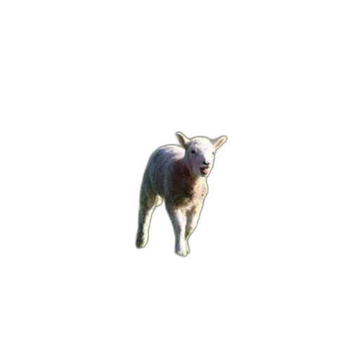 animal, creature, staff, dragon transparent PNG cut-out