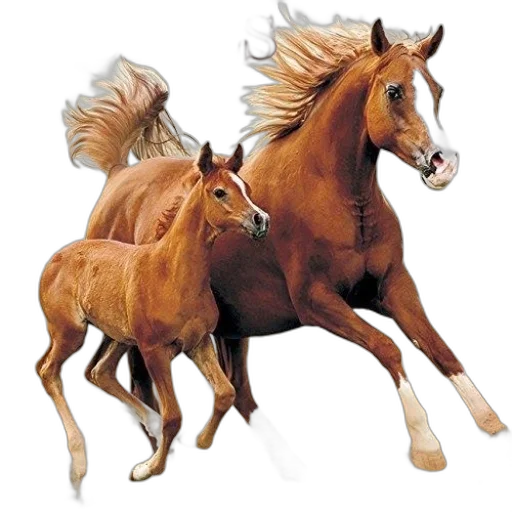 animal, hair, creature, photorealistic transparent PNG cut-out