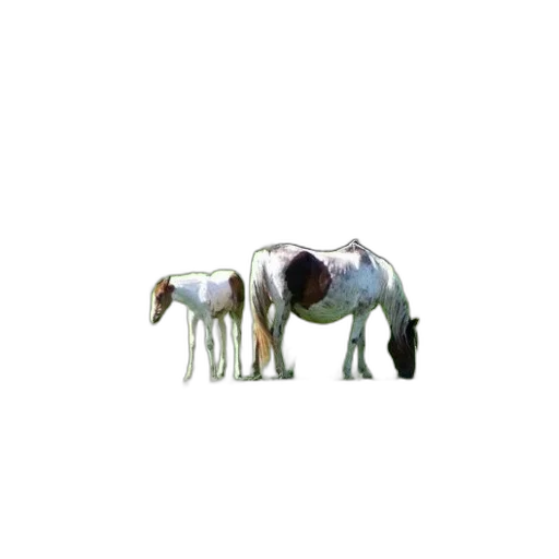 animal, creature, staff, robot transparent PNG cut-out