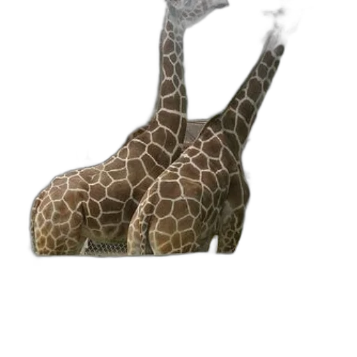 animal, creature, shoes, hat transparent PNG cut-out