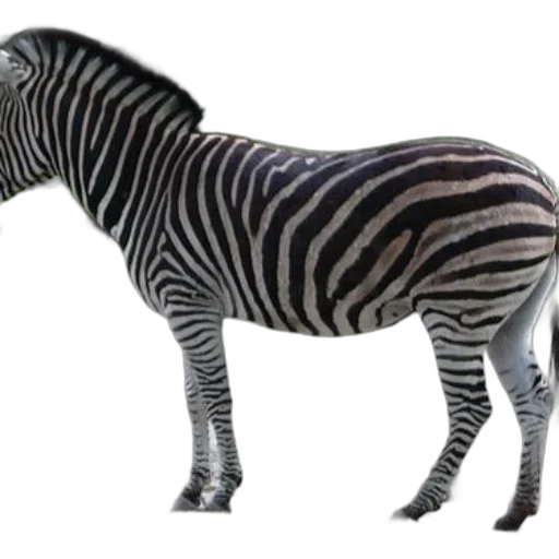 animal, creature, weapon, furniture transparent PNG cut-out