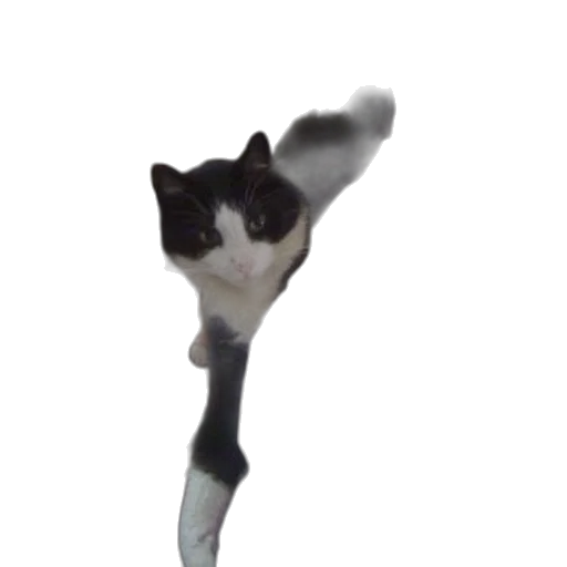 staff, animal, creature, weapon transparent PNG cut-out