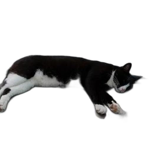 staff, animal, creature, food transparent PNG cut-out