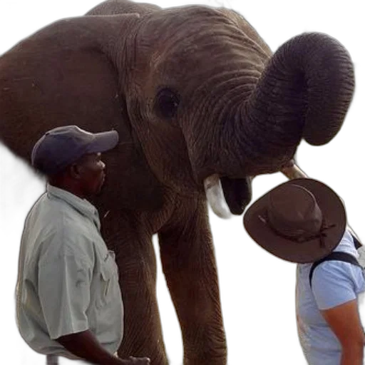 hat, animal, umbrella, staff transparent PNG cut-out