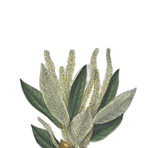 crown, jewelry, flower, staff transparent PNG cut-out