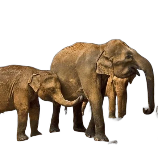 animal, concept art, 3d render, photorealistic transparent PNG cut-out