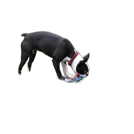 animal, shoes, creature, staff transparent PNG cut-out