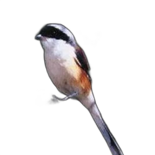 staff, animal, food, weapon transparent PNG cut-out