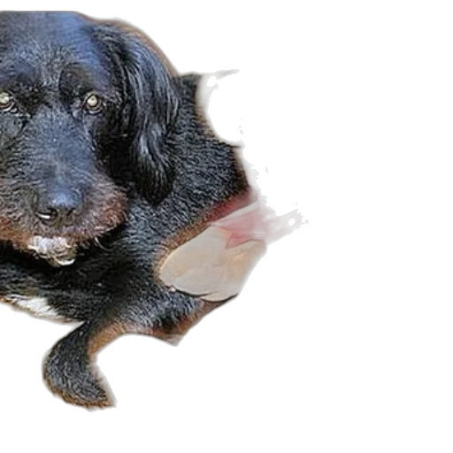 animal, creature, staff, face transparent PNG cut-out