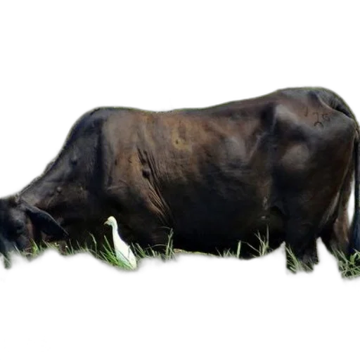 animal, creature, food, weapon transparent PNG cut-out