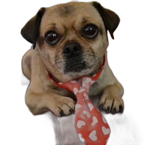 staff, animal, cute, pug transparent PNG cut-out