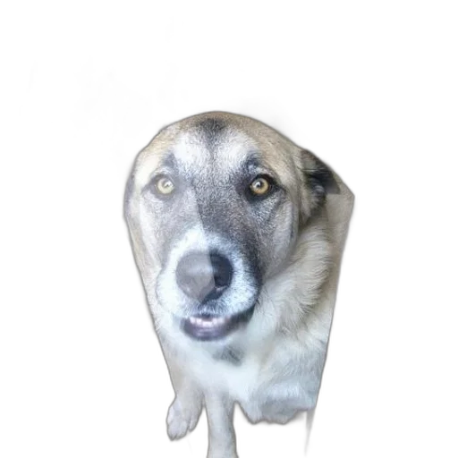 animal, staff, creature, face transparent PNG cut-out