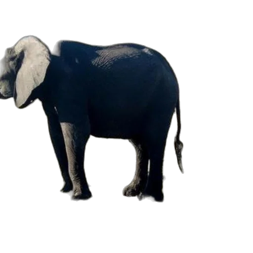 animal, creature, hat, staff transparent PNG cut-out
