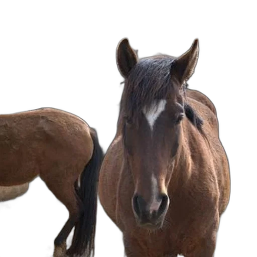 animal, hair, creature, staff transparent PNG cut-out