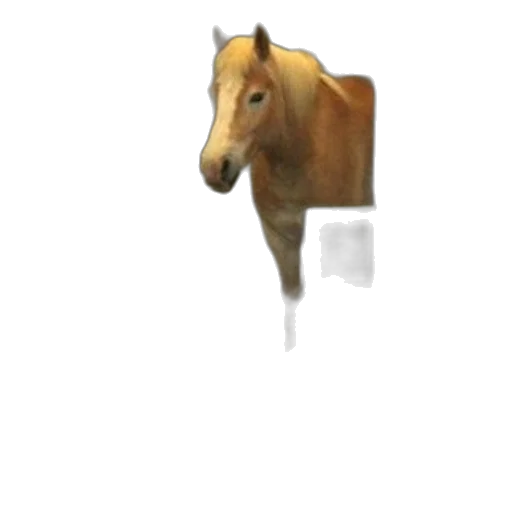 animal, creature, hat, staff transparent PNG cut-out