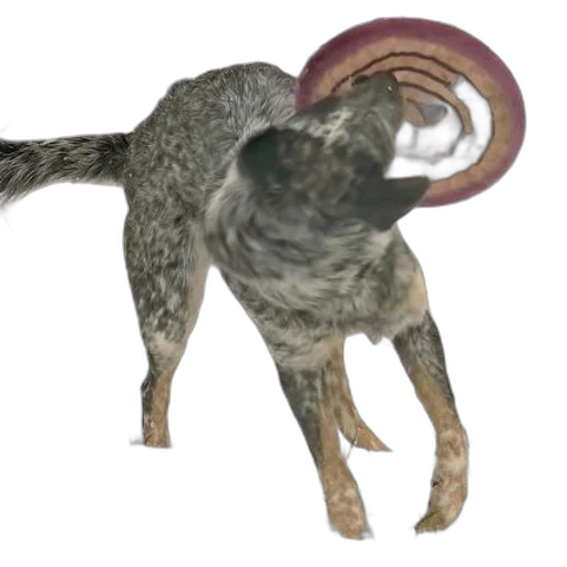 creature, animal, dragon, hat transparent PNG cut-out