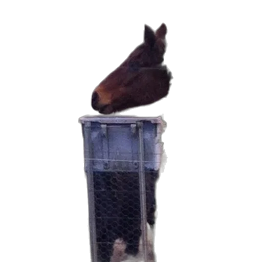 animal, staff, shoes, hat transparent PNG cut-out