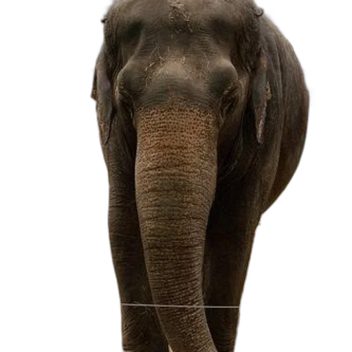 animal, creature, staff, face transparent PNG cut-out