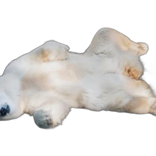 animal, creature, staff, shoes transparent PNG cut-out