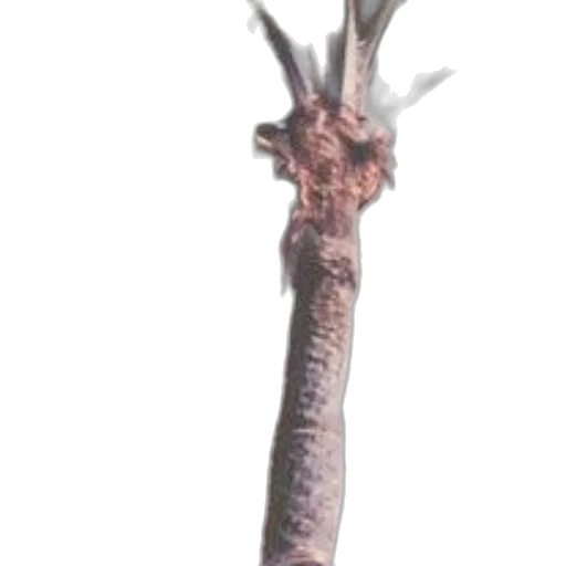 staff, weapon, sword, dragon transparent PNG cut-out