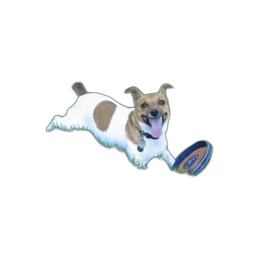 animal, creature, staff, weapon transparent PNG cut-out