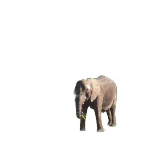 animal, creature, staff, weapon transparent PNG cut-out