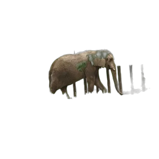 animal, creature, weapon, hair transparent PNG cut-out