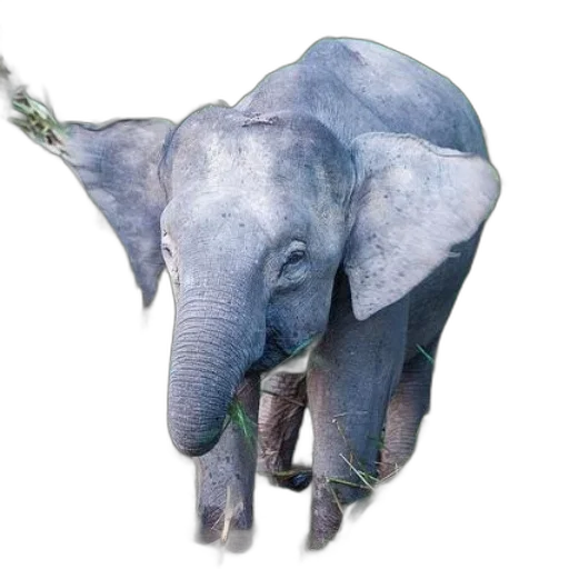 animal, creature, staff, jewelry transparent PNG cut-out