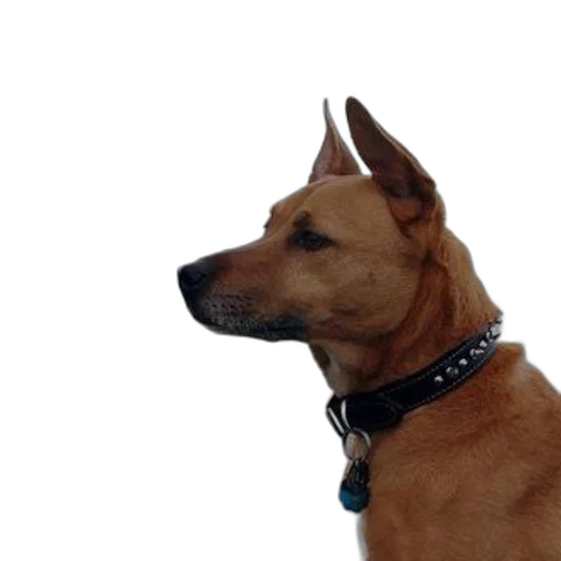 staff, animal, face, creature transparent PNG cut-out