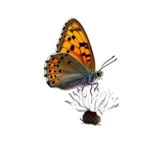 jewelry, animal, creature, flower transparent PNG cut-out