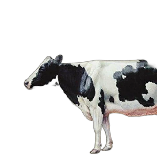 animal, food, creature, weapon transparent PNG cut-out