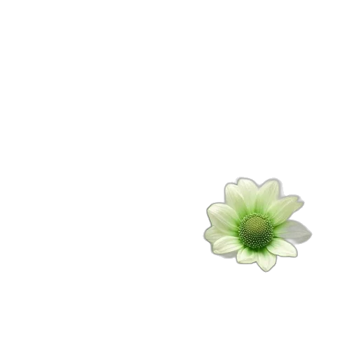 flower, crown, jewelry, weapon transparent PNG cut-out