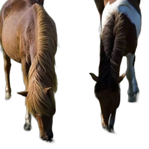 animal, creature, hair, staff transparent PNG cut-out