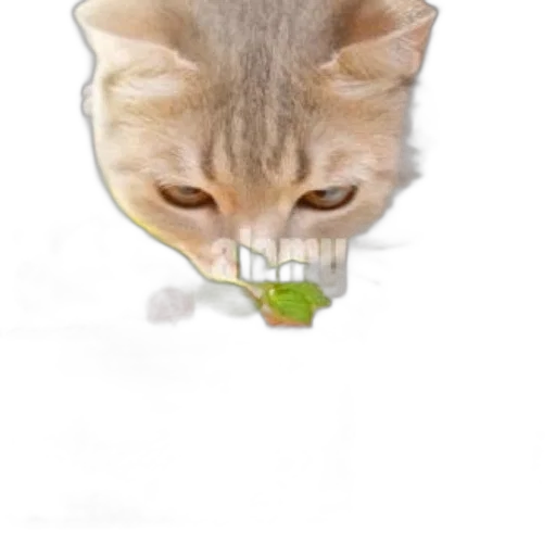 food, animal, face, creature transparent PNG cut-out