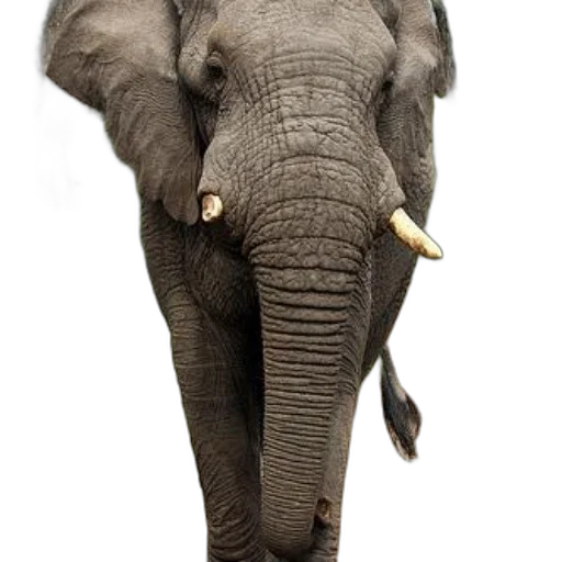 animal, staff, creature, weapon transparent PNG cut-out