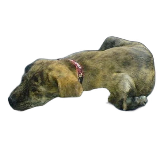 animal, staff, creature, photorealistic transparent PNG cut-out