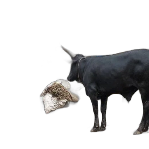 animal, hat, food, creature transparent PNG cut-out