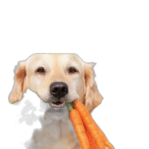 animal, food, staff, weapon transparent PNG cut-out