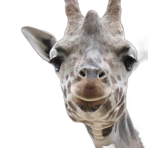 animal, creature, face, mask transparent PNG cut-out
