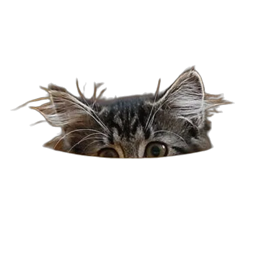 hat, crown, mask, creature transparent PNG cut-out