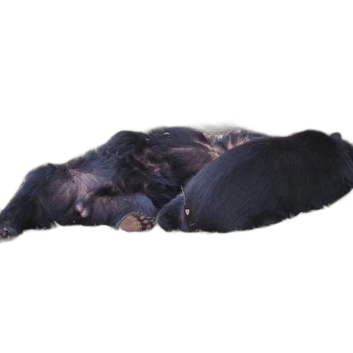 animal, staff, creature, furniture transparent PNG cut-out