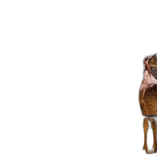 animal, jacket, staff, dress transparent PNG cut-out